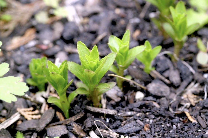 サワギキョウの芽生え