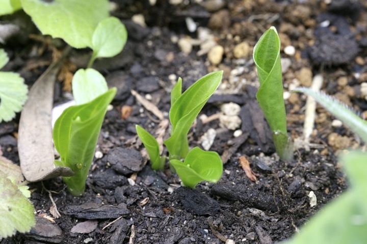 ギボウシの芽生え
