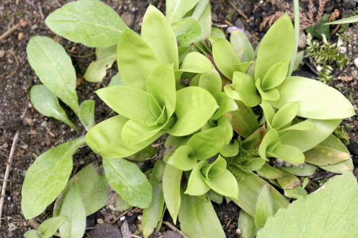 ショウジョウバカマの芽生え