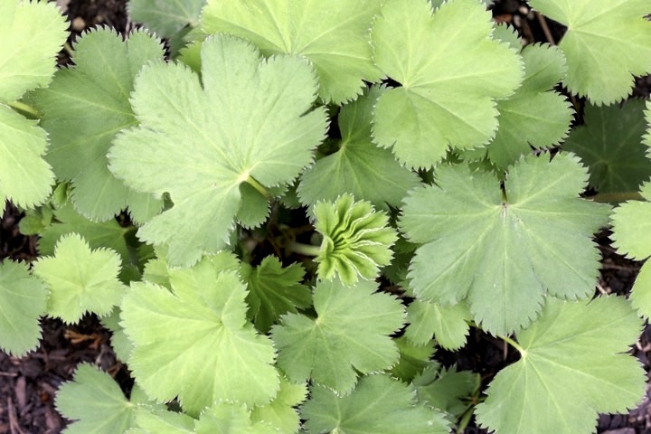 ハゴロモグサの芽生え