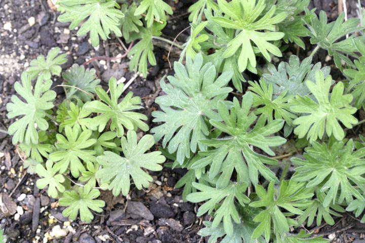 ハクサンフウロの芽生え