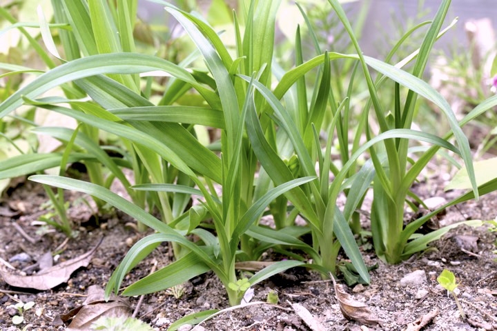 ゼンテイカの芽生え