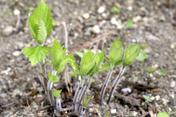 ジャコウソウの芽生え