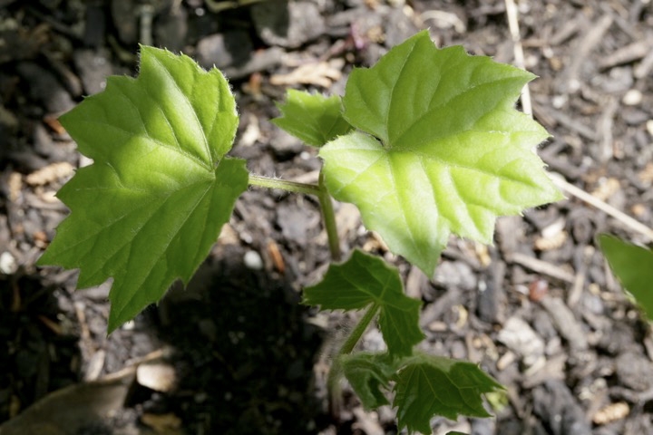オクモミジハグマの芽生え