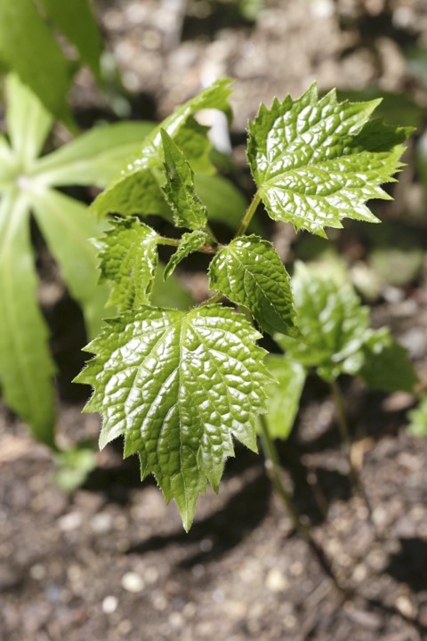 オヤリハグマの芽生え