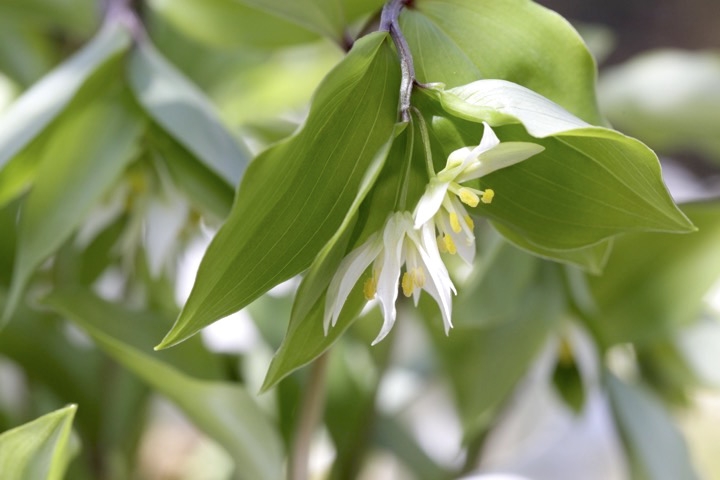 チゴユリの開花