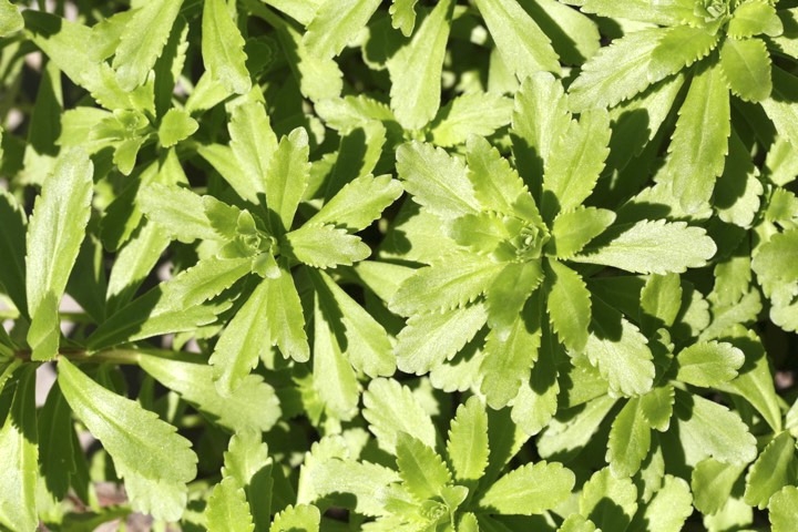 キリンソウの芽生え