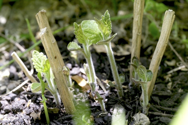 カリガネソウの芽生え