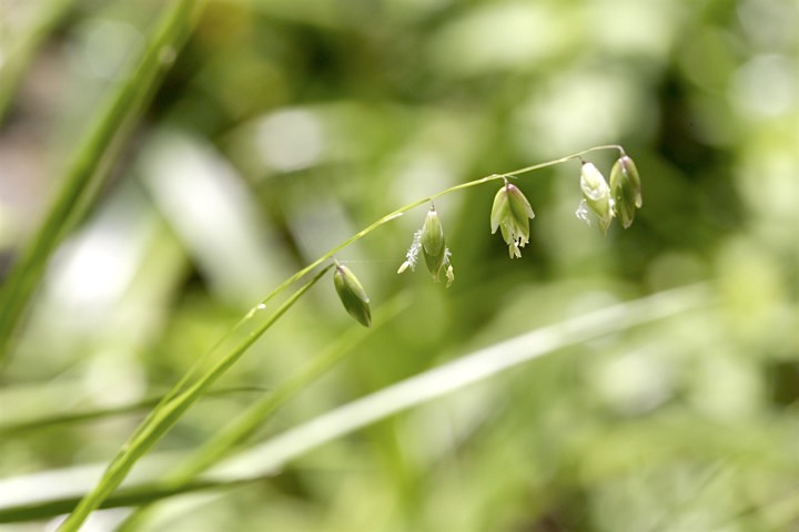 コメガヤの開花