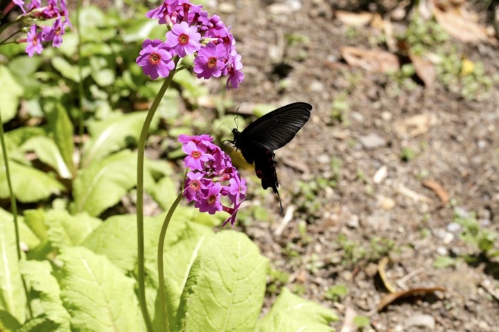 クリンソウの開花