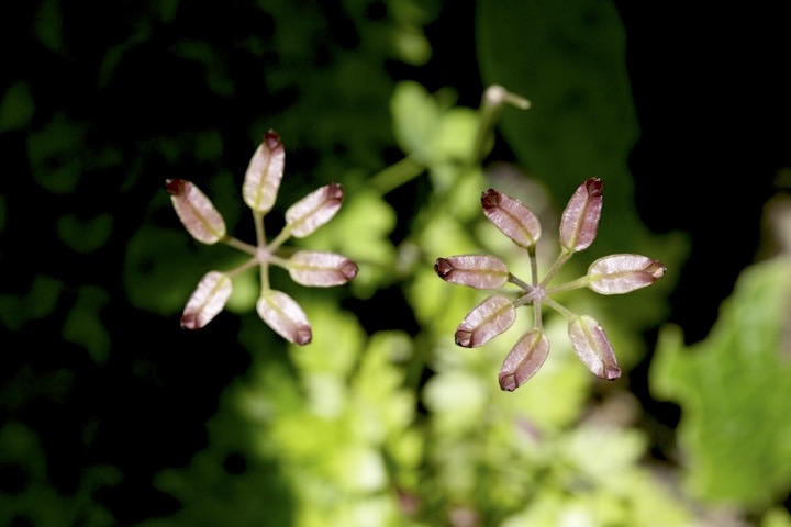 セリバオウレンの実