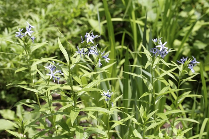 チョウジソウの開花