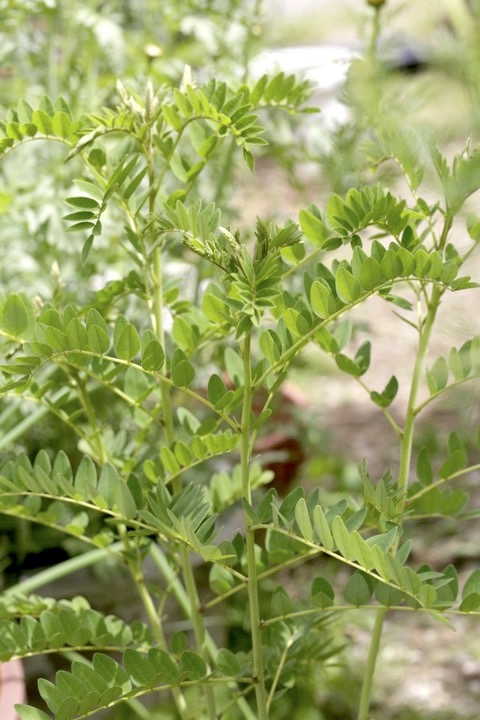 クララの芽生え