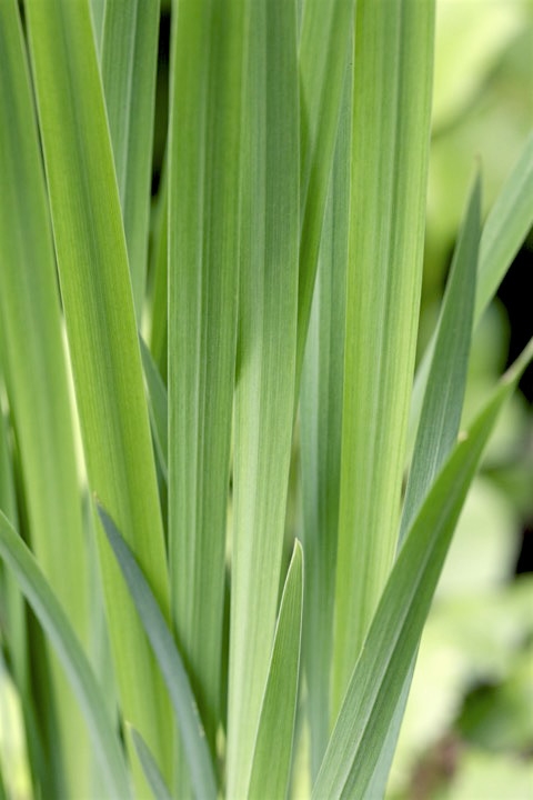 ハナショウブの葉