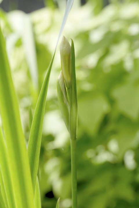 ハナショウブの蕾