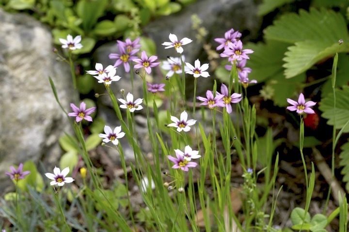 ３年目のニワゼキショウ