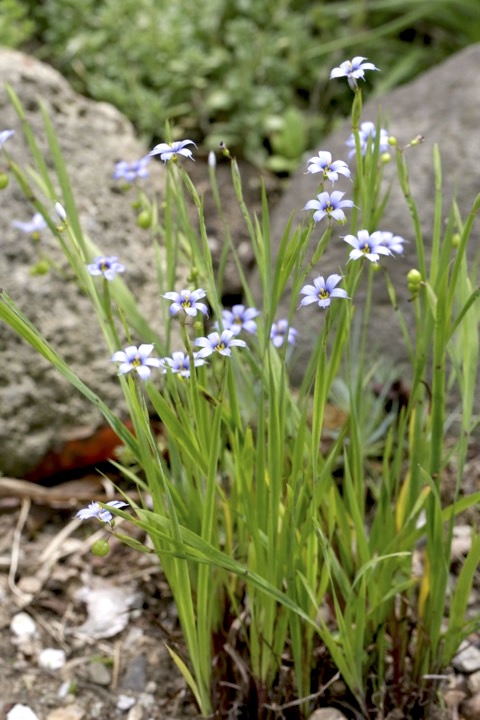 ルリニワゼキショウの開花