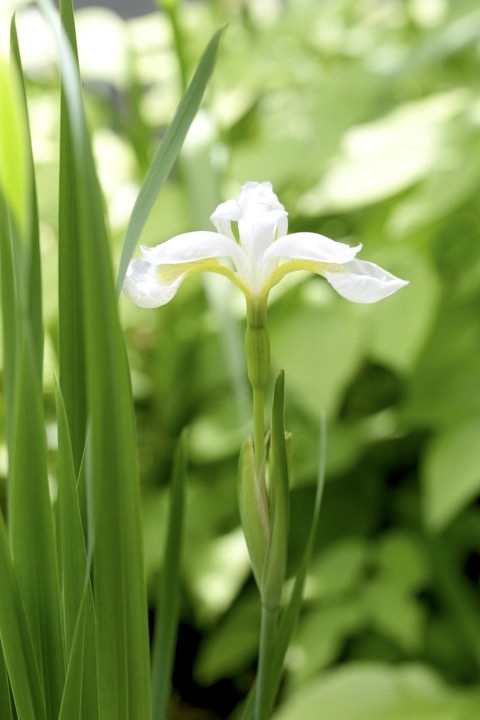 ハナショウブの開花