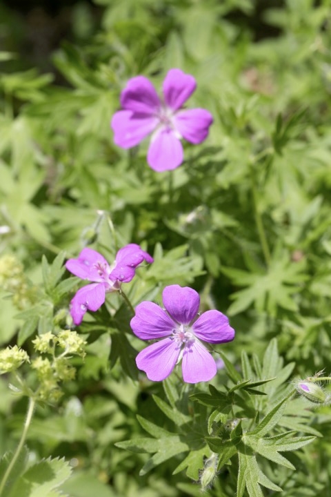 ハクサンフウロの開花