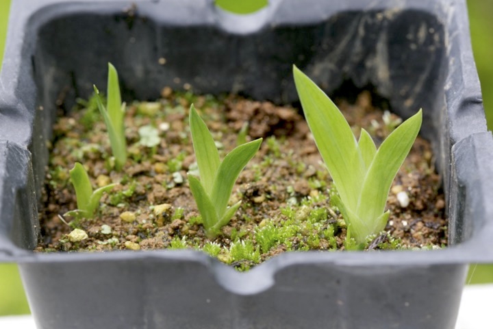 ヒオウギの発芽