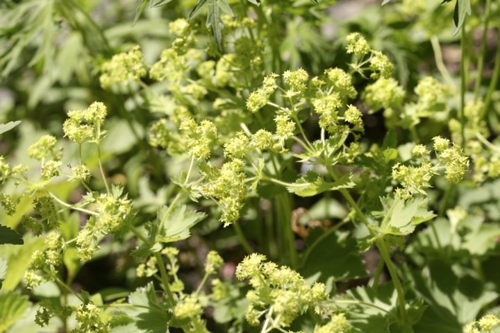 ハゴロモグサの開花