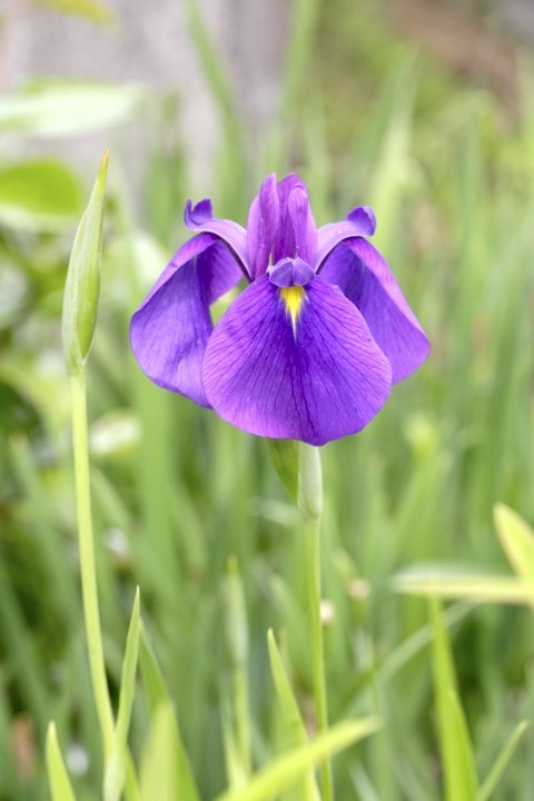 ノハナショウブの開花