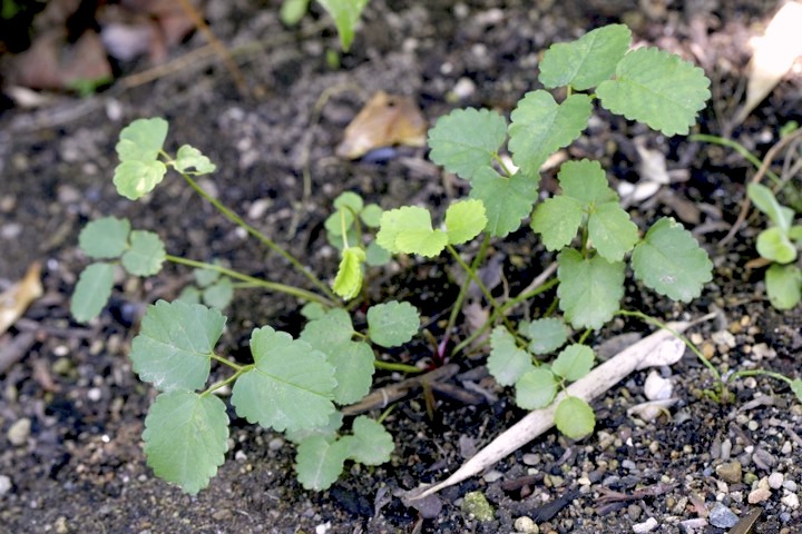 ３年目のシロバナトウウチソウ