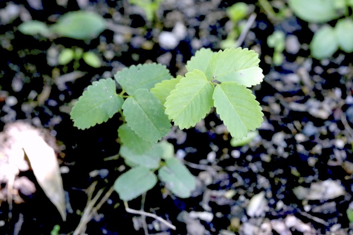 タカネトウウチソウの芽生え