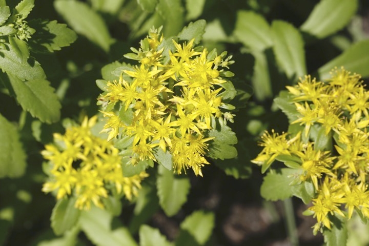 キリンソウの開花