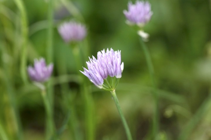 シロウマアサツキの開花