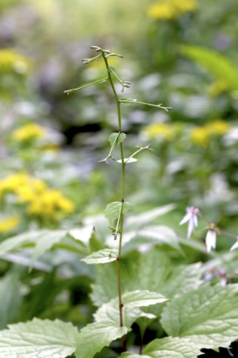オヤリハグマの蕾