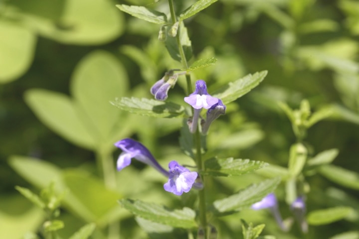 ナミキソウの開花