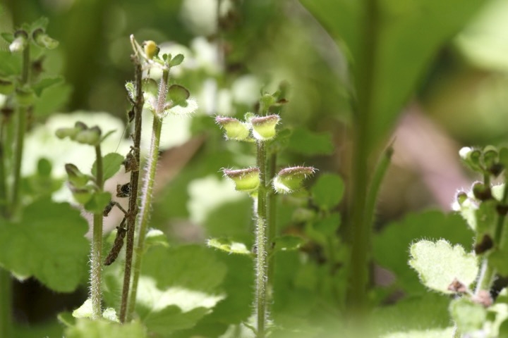タツナミソウの実