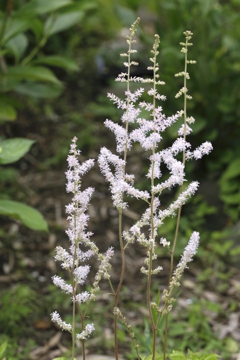 チダケサシの開花