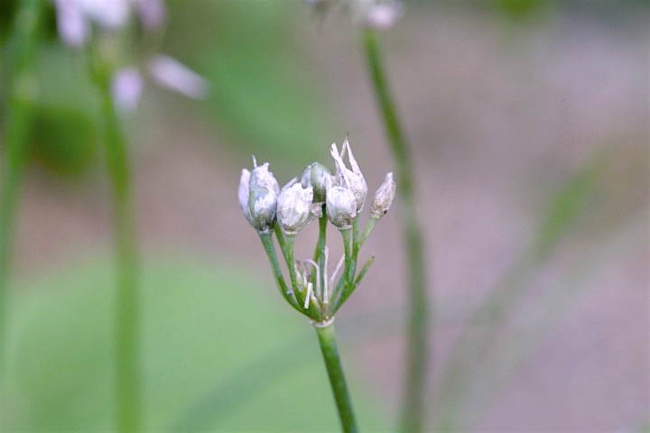 シロウマアサツキの実