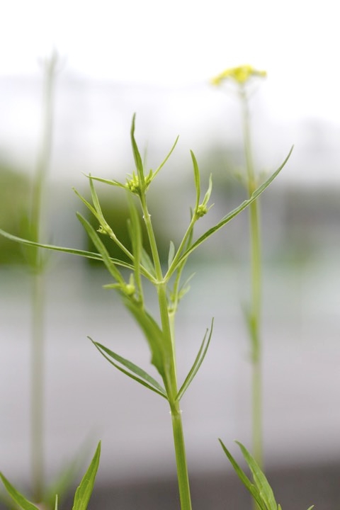 オミナエシの蕾