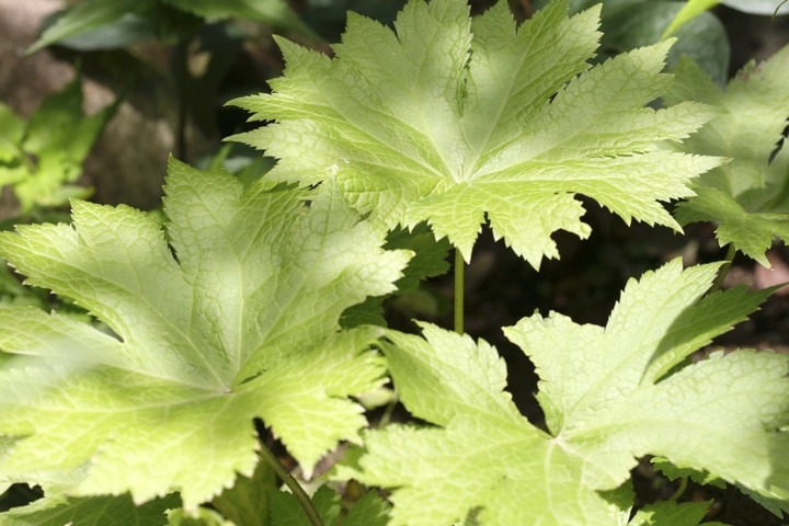 シラネアオイの芽生え