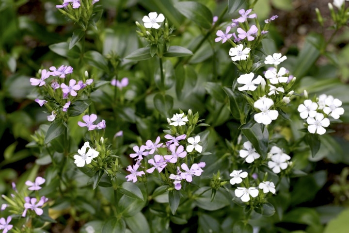 ハマナデシコの開花