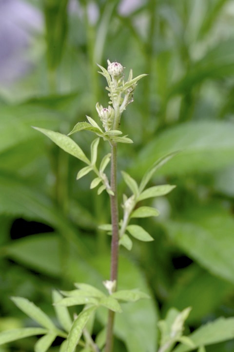 タムラソウの蕾