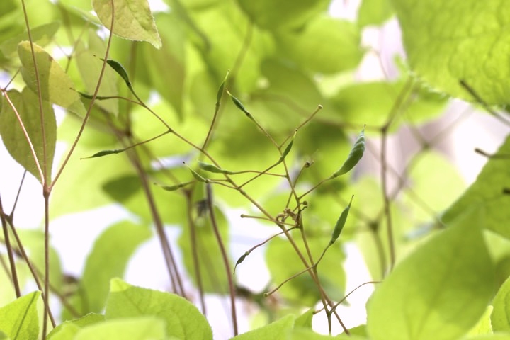 イカリソウの実