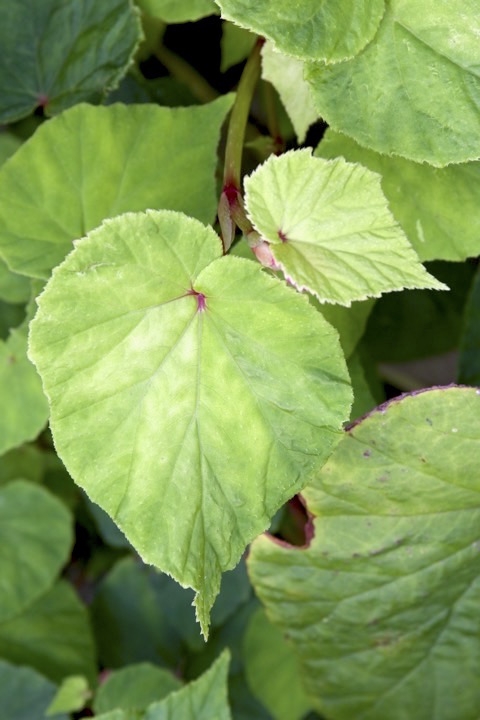 シュウカイドウの葉