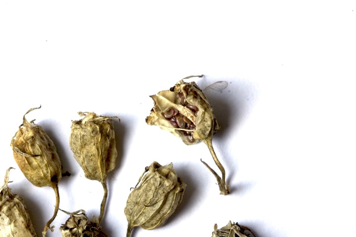 サワギキョウの実