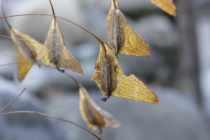 シュウカイドウの実