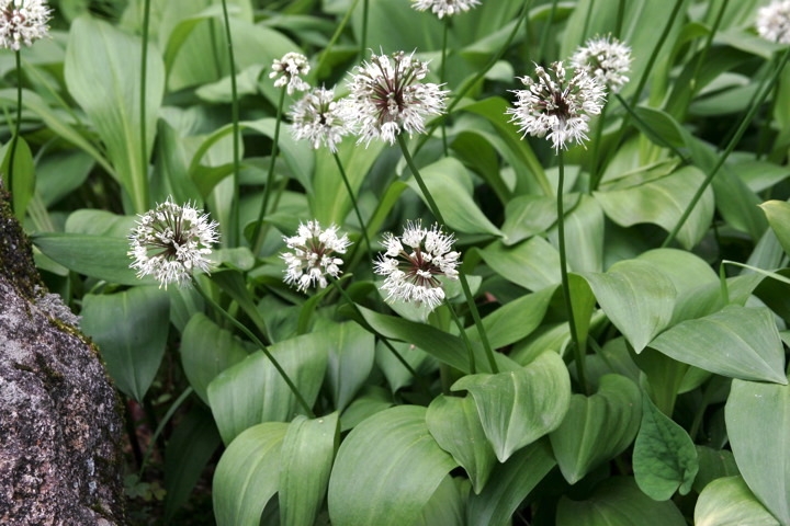 ギョウジャニンニクの花
