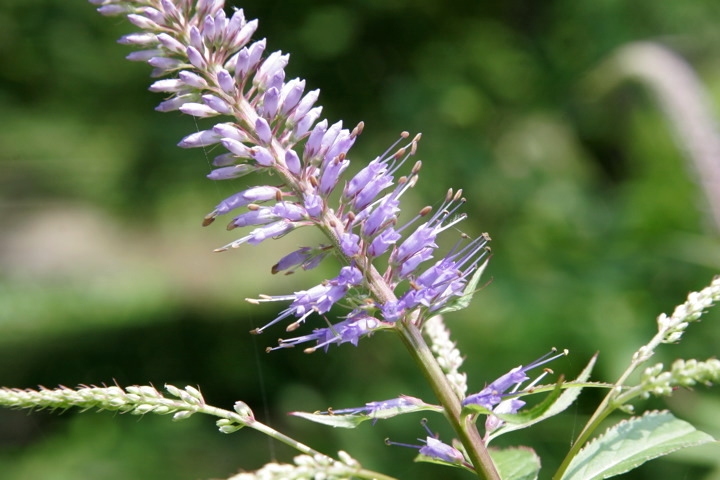 クガイソウの花