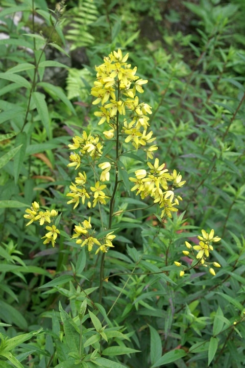 クサレダマの花