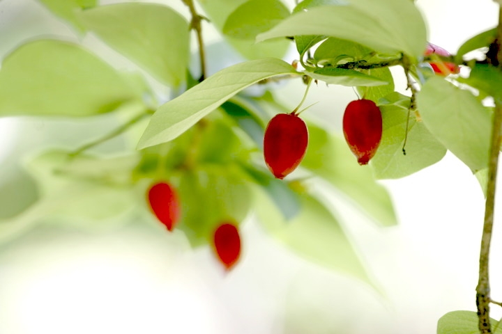 ウグイスカグラの実