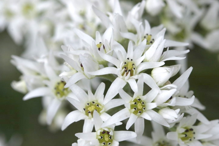 イワヤツデの花