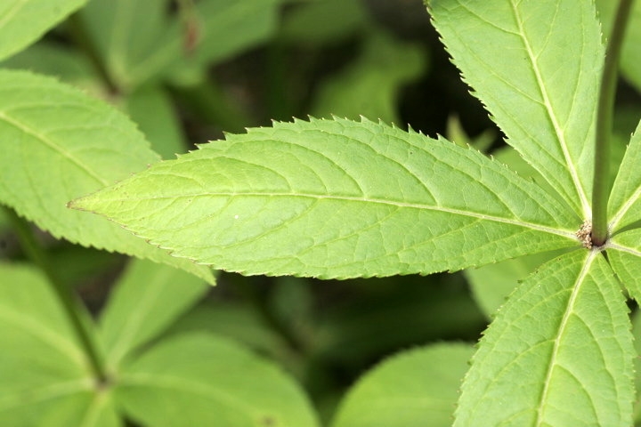 クガイソウの葉