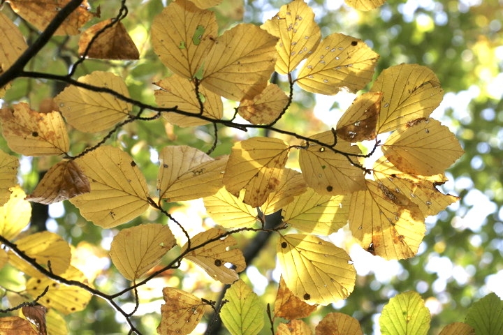 マンサクの黄葉